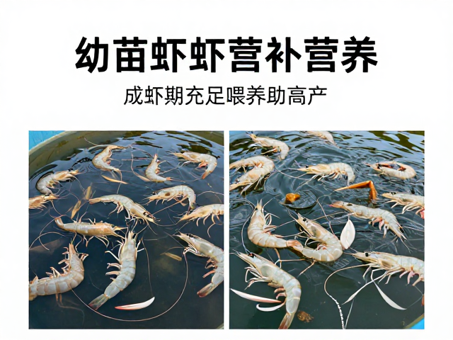 对虾养殖，幼苗期如何补营养？成虾期充足喂养助高产