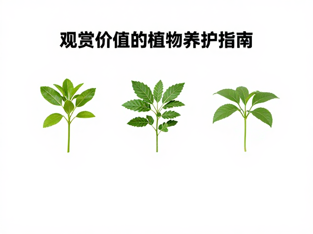 幼苗期易感病？观赏价值高的植物养护指南