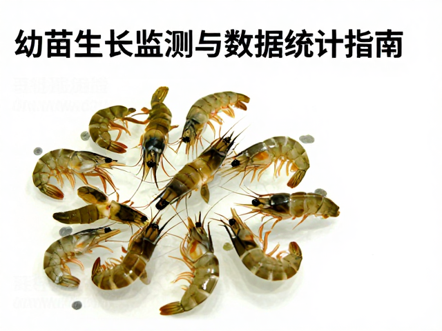 虾苗蜕壳频率与摄食量关系，幼苗生长监测与数据统计指南