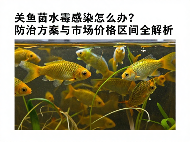 鱼苗水霉感染怎么办?防治方案与市场价格区间全解析