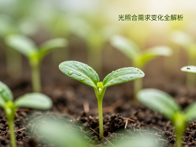 植物幼苗孵化后光照需求变化全解析