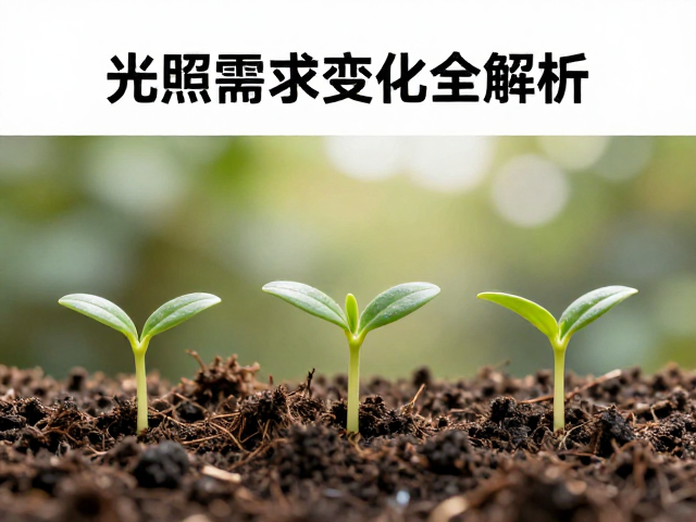 植物幼苗孵化后光照需求变化全解析
