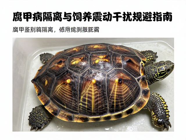 种龟鉴别避震要点,腐甲病隔离与饲养震动干扰规避指南