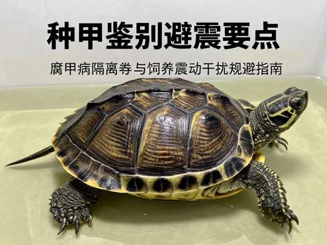 种龟鉴别避震要点,腐甲病隔离与饲养震动干扰规避指南