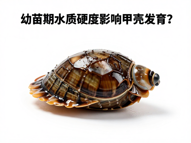 幼苗期水质硬度影响甲壳发育？品级筛选关键与避坑指南