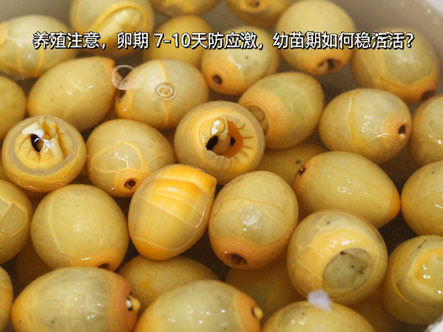 养殖注意,卵期7-10天防应激,幼苗期如何稳存活?