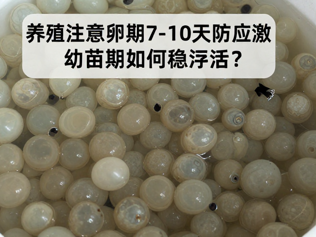 养殖注意，卵期7-10天防应激，幼苗期如何稳存活？