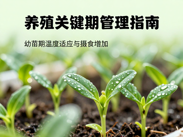 幼苗期温度适应与摄食增加，养殖关键期管理指南