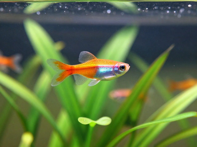 3-6月幼苗体色鲜艳度，揭秘观赏鱼最佳变色期与养护要点