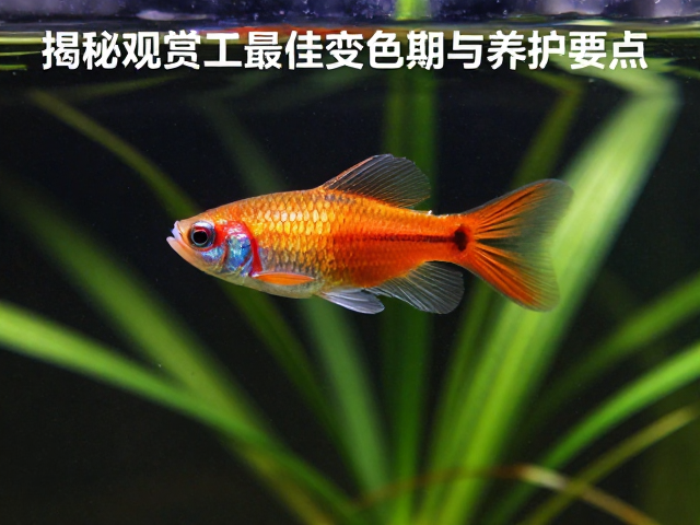 3-6月幼苗体色鲜艳度，揭秘观赏鱼最佳变色期与养护要点