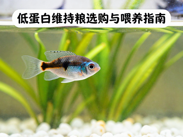 小型慈鲷幼苗怎么喂？低蛋白维持粮选购与喂养指南