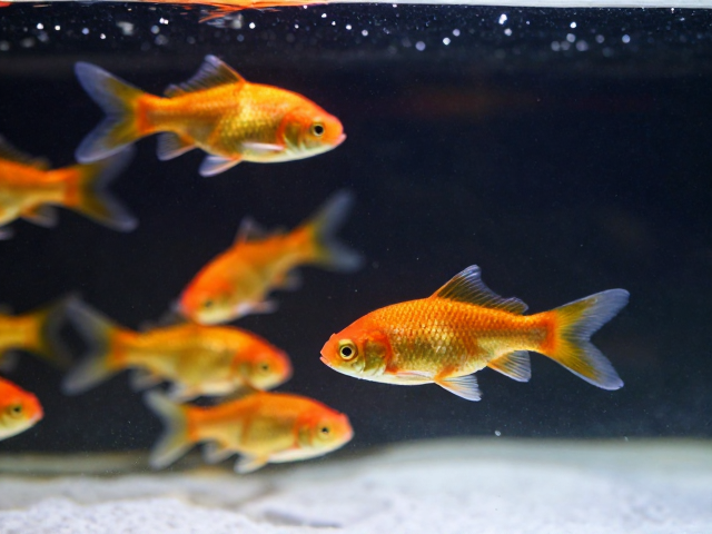 鱼苗游姿失衡食欲减退？3大病因与急救方案全解析