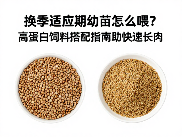 换季适应期幼苗怎么喂？高蛋白饲料搭配指南助快速长肉
