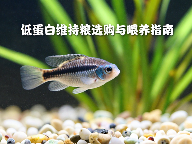 小型慈鲷幼苗怎么喂？低蛋白维持粮选购与喂养指南