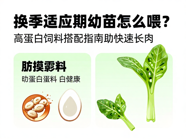 换季适应期幼苗怎么喂？高蛋白饲料搭配指南助快速长肉