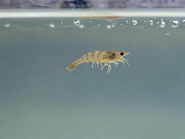 虾苗溞状幼虫定期换水频率，甲壳发育与游泳足护理指南