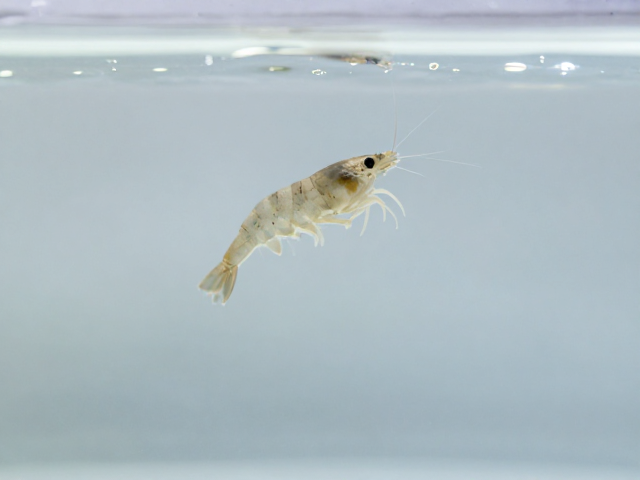 虾苗溞状幼虫定期换水频率,甲壳发育与游泳足护理指南