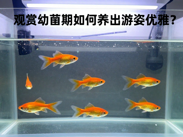 观赏鱼幼苗期如何养出游姿优雅?揭秘关键求偶行为与护理技巧