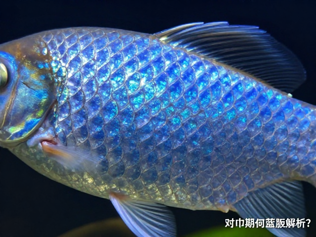 观赏鱼鳞片状态解析，幼苗期为何蓝底显现？