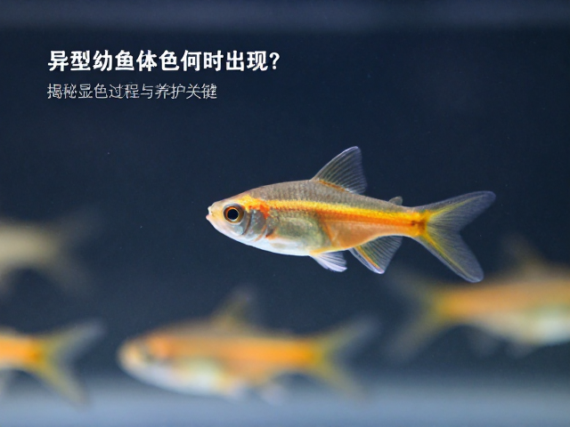 异型鱼幼苗体色何时出现？揭秘显色过程与养护关键
