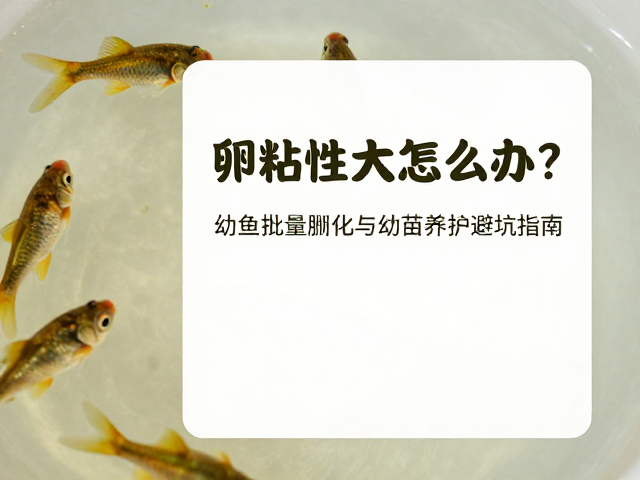 卵粘性大怎么办？幼鱼批量孵化与幼苗养护避坑指南