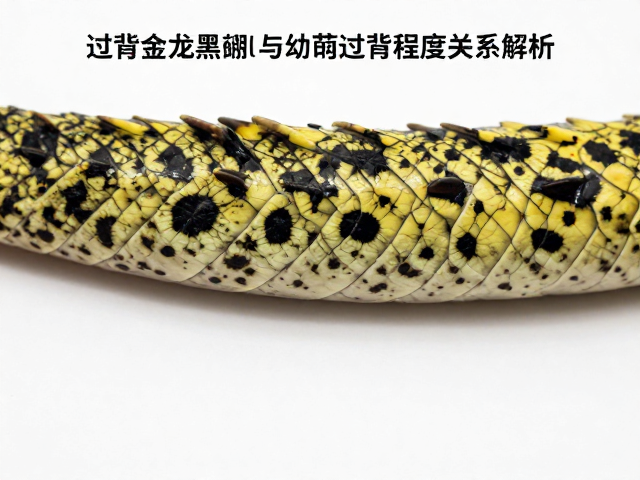过背金龙黑斑清晰度与幼苗期过背程度关系解析