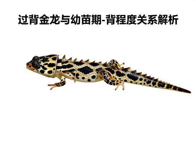 过背金龙黑斑清晰度与幼苗期过背程度关系解析