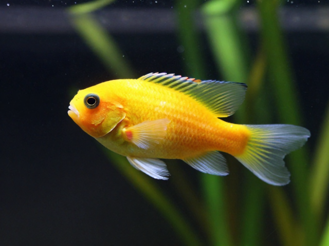 鹦鹉鱼幼苗怎么养？3步激发活力状态，快速变色不缩鳍