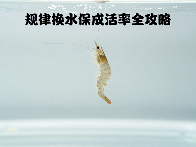 虾苗抱卵期表现，规律换水保成活率全攻略