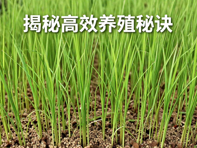 微粒子饲料助幼苗体型修长，揭秘高效养殖秘诀
