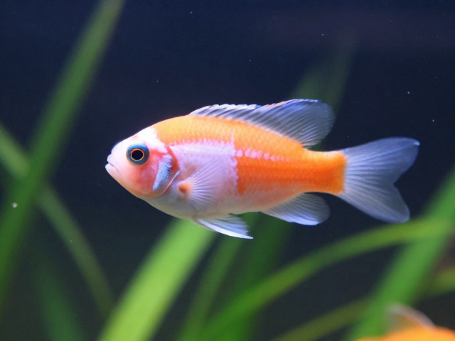 鹦鹉鱼幼苗怎么养？3步激发活力状态，快速变色不缩鳍