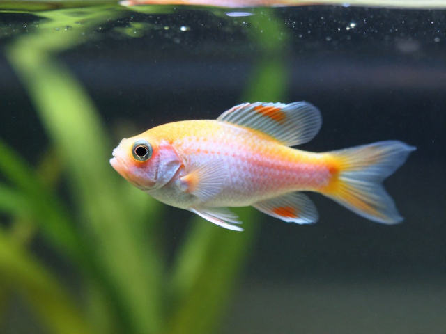 鹦鹉鱼幼苗怎么养？3步激发活力状态，快速变色不缩鳍
