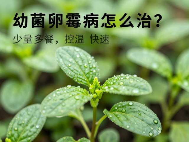 幼苗卵霉病怎么治？少量多餐，控温，快速恢复苗情