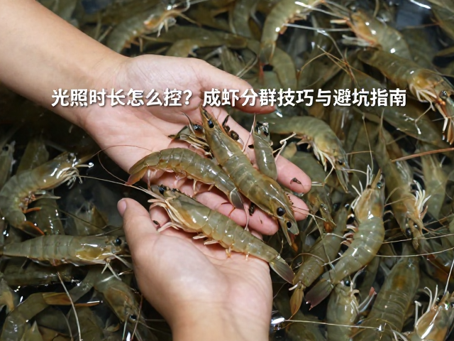 虾苗光照时长怎么控?成虾分群技巧与避坑指南