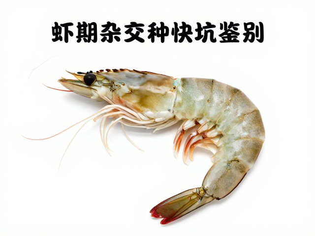 公鱼成虾期杂交品种鉴别，3大特征快速识别，防串种避坑指南