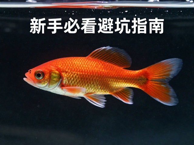 公鱼过水技巧，为何雄性色泽更鲜艳？新手必看避坑指南