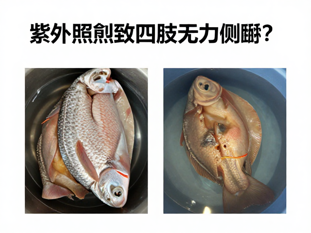 鱼腐皮病防治,紫外线照射致四肢无力侧翻?专家解析病因与对策