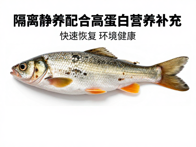 鱼腐皮病防治,隔离静养配合高蛋白营养补充,快速恢复鱼体健康