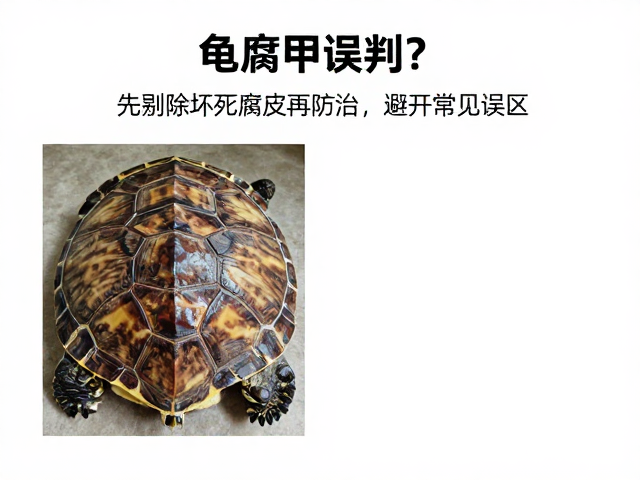 龟腐甲误判?先剔除坏死腐皮再防治,避开常见误区