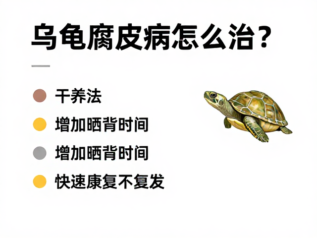 乌龟腐皮病怎么治?干养法,增加晒背时间,快速康复不复发