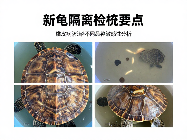 新龟隔离检疫要点，腐皮病防治与不同品种敏感性分析