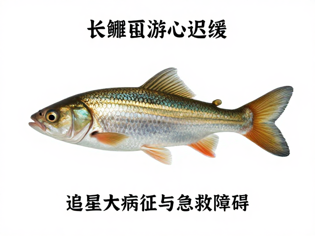 公鱼追星长鳃盖、游动迟缓?3大病征与急救方案