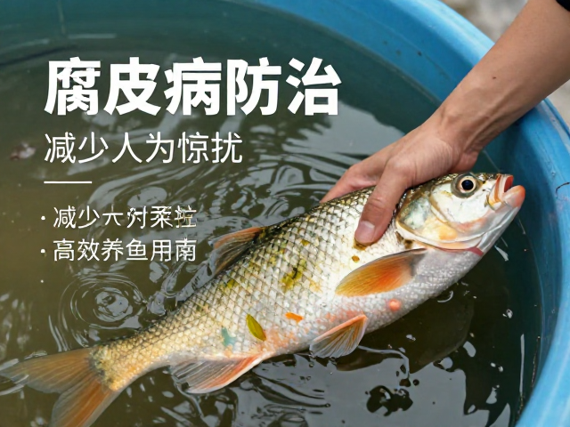 腐皮病防治,减少人为惊扰,季节性预防用药,高效养鱼指南