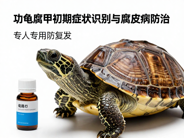 乌龟腐甲初期症状识别与腐皮病防治，工具专人专用防复发