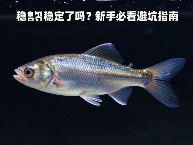 公鱼成鱼稳定了吗？体型大小对比揭秘，新手必看避坑指南