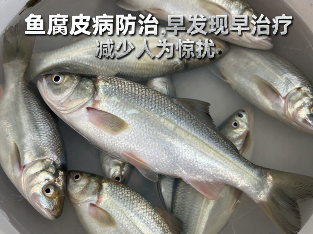 鱼腐皮病防治,减少人为惊扰,通过外观目视检查早发现早治疗