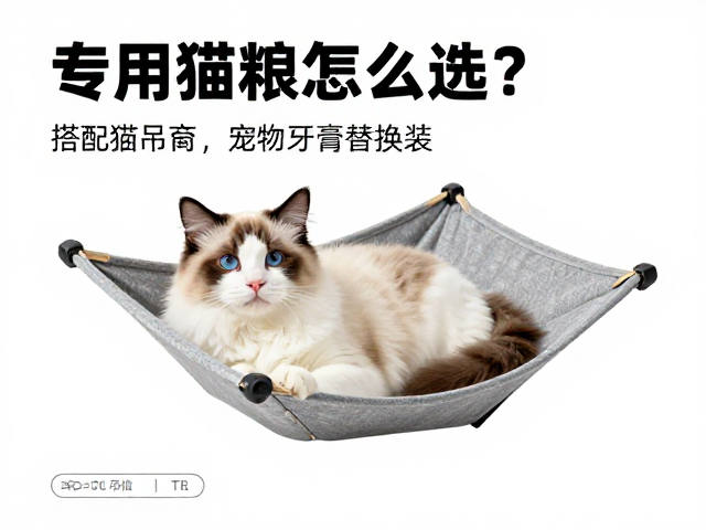 专用猫粮怎么选？搭配猫吊床与宠物牙膏替换装的养宠指南