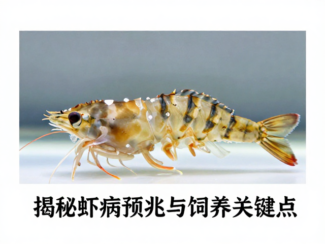 幼虾期公鱼条纹颜色加深？揭秘虾病预兆与饲养关键点