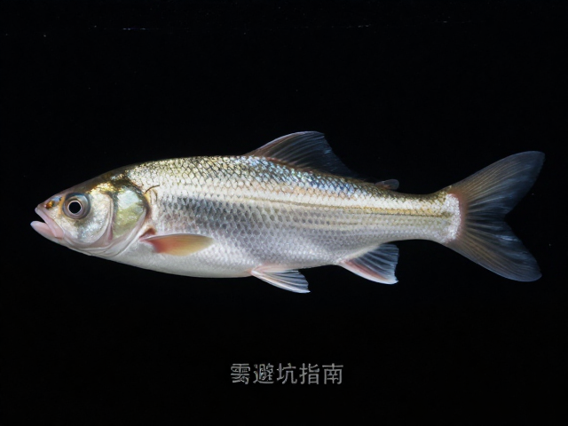 公鱼观赏性溢价高?关键看尾巴基部粗细,选鱼避坑指南