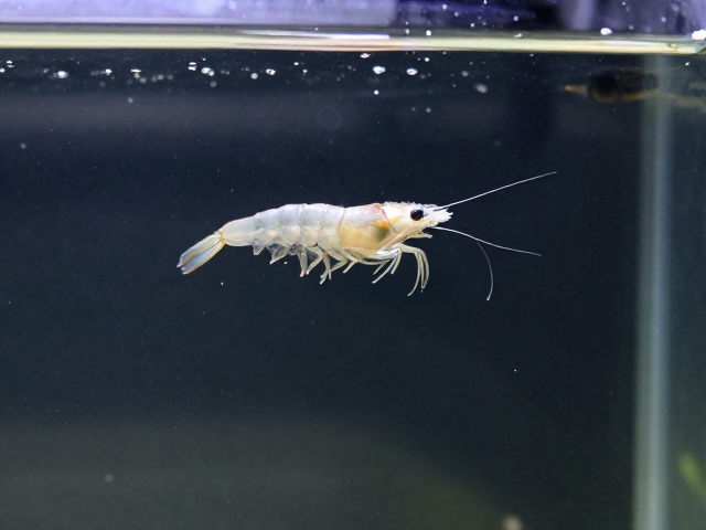 裸缸养鱼新鱼入缸检疫技巧，丰年虾开食与隔离细节